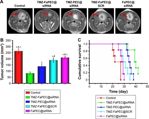 Figure 8 (A) Visualization of tumor growth inhibition (tumor indicated with red arrow) in rat bearing C6 glioma after injections of various formulations. (B) Determination of mean tumor volume, using magnetic resonance imaging at the time point 25 days after the first injection. *P < 0.05 vs TMZ-FaPEC@siRNA; #P < 0.05 vs TMZ-PEC@siRNA; ΔP < 0.05 vs TMZ-FaPEC@SCR. (C) Cumulative survival of rats bearing C6 glioma in brain after receiving injection of different formulations (n=8). Doses per injection: 120 μg TMZ/kg body weight and 1.6 μg siRNA/kg body weight.Abbreviations: SCR, scramble siRNA; TMZ, temozolomide.