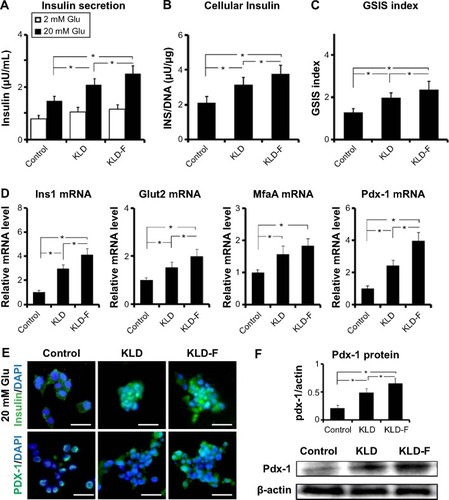 Figure 3 Functionalized self-assembling peptide improved insulin secretion function in INS-1 β-cells.Notes: (A) Insulin secretion, (B) intracellular insulin (under 20 mM glucose), and (C) GSIS index in the different groups after 3 days of culture. (D) Real-time polymerase chain reaction analysis of Glut2, Ins1, MfaA, and Pdx-1 mRNA expression after 3 days of culture. (E) Immunofluorescent staining for insulin (under 20 mM glucose condition) and Pdx-1 (bar 50 μm). (F) Western blot and quantitative analysis of PDX-1 protein level after 3 days of culture (*P<0.05).Abbreviations: DAPI, 4,6-diamidino-2-phenyllindile; GSIS, glucose-stimulated insulin secretion; Glu, glucose.