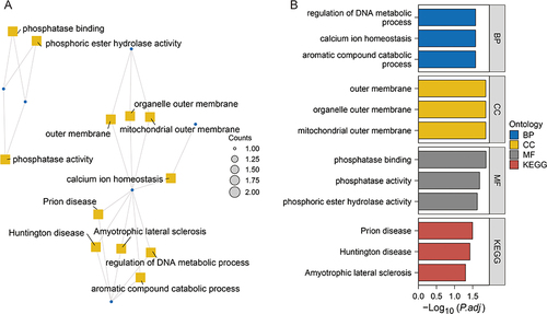 Figure 5 Enrichment analysis of ERS genes.