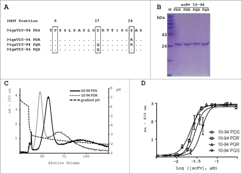 Figure 2. Design, production and purification of the scFv 10-94 P mutants and functional analysis of the interaction with the PpL by ELISA. (A) Mutations performed on the IGKV10-94 P(DS) light variable domain. (B) SDS-PAGE stained with Coomassie brilliant blue (C) PpL purified scFv 10-94 PDS and PDR were eluted with pH gradient from CaptoL column. (D) scFvs were directly immobilized on the plates. The calibrated scFv preparations were then detected using PpL–HRP conjugate.