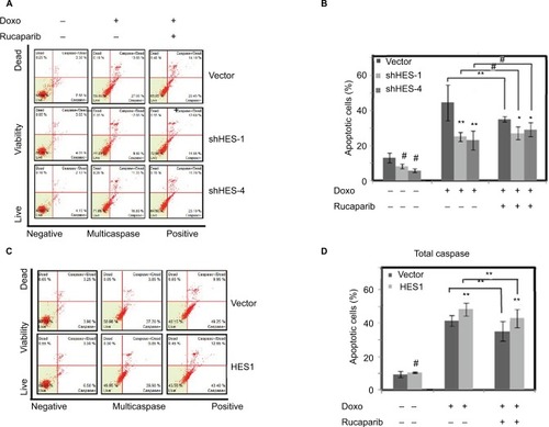 Figure 5 HES1 regulates apoptosis by activating PARP1.Notes: HeLa cells were pretreated with PARP1 inhibitor Rucaparib (1 nM) for 7 days, and then, the cells were treated with Doxorubicin (300 μM) for 24 hours. (A) Cell apoptosis of HES1-knockdown cell lines was determined by flow cytometry. (B) Bars represent the mean of three independent experiments performed in triplicate of (A). (C) Cell apoptosis of HES1 overexpressing cell line was determined by flow cytometry. (D) Bars represent the mean of three independent experiments performed in triplicate of (C). **P<0.01, *P<0.05, #P>0.05.Abbreviation: PARP1, poly(ADP-ribose) polymerase-1.