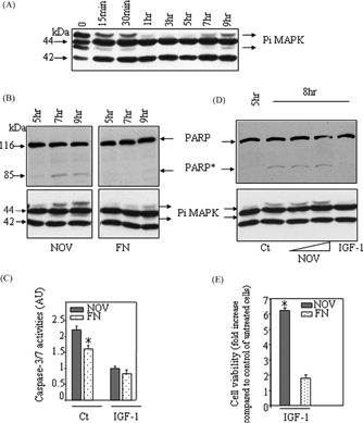 Figure 5 Kinetics of MAPK activation of C2C12 cells adhered to NOV; correlation with PARP cleavage. C2C12 myoblasts (6 × 105 cells/ml) were plated on NOV (10 μg/ml) or FN (10 μg/ml) and incubated at 37 °C for various times as indicated. (A, B) Western blotting analysis was done using anti-p42/44 MAPK antibody. The arrowheads indicate slower migrating forms of p42/P44 MAPK corresponding to the activated forms. In (B), the upper part of the same Western blot was probed with a polyclonal anti-PARP antibody. PARP* indicates the cleaved form. (C) Two hours following adhesion on NOV or FN, C2C12 cell cultures were incubated, either in the absence (Ct) or in presence of IGF-1 (100 ng/ml), for further 6 hrs. Caspase 3 and 7 activies were evaluated as described in Material and Methods. All values were standardized with respect to the amount of adherent cells on each substrate. (AU): arbitrary units. (D) C2C12 cell cultures were incubated, 2 hrs following plating on NOV, either in the absence (Ct) or in presence of soluble NOV (0.5 or 5 μ g/ml) or IGF-1 (100 ng/ml), for further 3 and 6 hrs. MAPK phosphorylation and PARP cleavage were examined by Western blotting at indicated times. (E) C2C12 myoblasts were allowed to adhere on NOV or FN for 2 hrs. Adherent cells were incubated for 22 hrs in the presence or absence of IGF-1 (100 ng/ml). Cell viability was evaluated with the MTT absorbance as described in Materials and methods. The results are presented as fold increase compared to the control of untreated cells. Data are mean ± SEM from six determinations and are representative of at least three separate experiments. (*, P < 0.05).