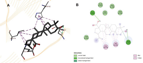 Figure 7 (A) 3D and (B) 2D poses of BA with Nuclear factor kappa-light-chain-enhancer Protein of activated B cells (NF-kB) PDB ID: 2RAM.