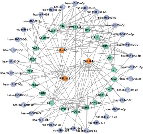 Figure 6 Competing endogenous RNA (ceRNA) network for METTL14, HNRNPC and RBM15B.