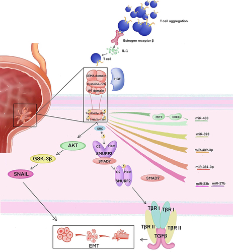 Figure 1 C-Met structure, relevant miRNAs and important signaling pathways involved in HGF/c-Met regulation in BCa. HGF/c-Met-TGFβ signaling: HGF/c-Met activates the phosphorylation of SMURF2 induced by c-SRC, dissociating SMAD7 from SMURF2 and facilitating the interactions between C2 and HECT domains, which in turn puts SMURF2 in a closed inactive status. The silence of SMURF2 stabilizes TβR and upregulates the TGFβ signaling pathway and eventually causes EMT.