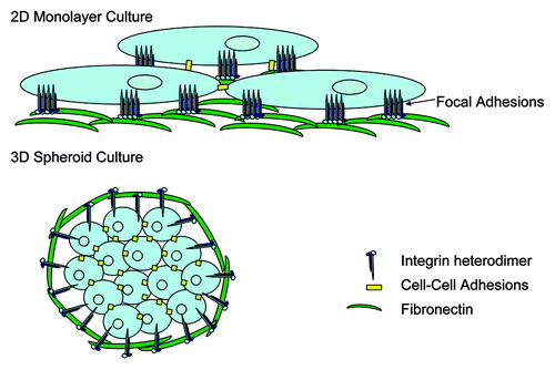 Figure 1. Tumor cell growth in 2D vs. 3D results in differential integrin sublocalization. Cells grown in 2D tissue culture form monolayers which result in fewer cell-cell contact points, and the clustering of integrins and their associated signal transduction molecules at sites of focal adhesion contacts between the cells and the culture surface. In contrast, growth in 3D promotes cell growth in clusters or spheroids whereby cell-cell contacts are increased, and integrins are not clustered at sites of focal contacts, but may be more dispersed across the cell membrane in association with ECM proteins at a multitude of points. This lack of integrin clustering likely leads to different signal transduction events in cells grown in 3D as compared with those grown in 2D and hence may render the cell more dependent on ECM engagement by integrins to overcome anoikis.