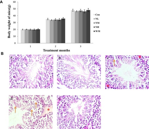 Figure 2 Effects of La2O3 NPs on mouse growth and testicular histology. (A) The body weights of mice in the 5 groups were compared, and the differences were not statistically significant (Figure 2A) (P > 0.05). (B) Histopathological changes in murine testes caused by intragastric administration of La2O3 NPs for 90 days. The testes from control (a), NL (b) and WM (e) groups showed normal morphology and spermatogenesis. In the NM and NH (c and d) groups, the testes exhibited vacuole-like changes in the spermatogenic epithelium, as indicated by arrows (×400). Moreover, moderate LCs edema (asterisk) were observed in NM and NH groups.