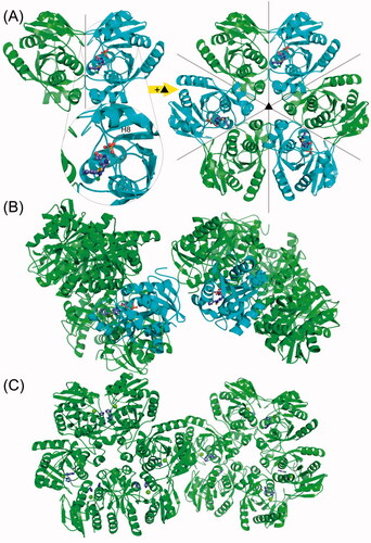 Figure 7. The overall structure of the H. pylori PNP complexes with 2,6-substituted purines. (A) Complexes with 6BnS-2Cl-Pu and 6BnO-2Cl-Pu crystallise in the cubic space group P 213 with two monomers forming a dimer in the asymmetric unit. One of the monomers has the closed (shown in cyan) and one has the open (shown in green) conformation of the active site. The helix which is segmented to close the active site pocket (see text) is designated H8. The complete hexamer is generated by a crystallographic 3-fold axis, and therefore one hexamer has three open and three closed active sites. Ligands are shown in the ball and stick model. (B) In the crystals of PNP with 6BnS-Pu, two entire hexamers are in the asymmetric unit in the space group P 212121, and each hexamer (shown in cyan) has one closed active site. The closed active sites from different hexamers are next to each other in the crystal packing. (C) Complex of PNP with 2,6-diCl-Pu crystallised also with two hexamers in the asymmetric unit but this time in the P 1 space group. All the monomers are in the open conformation.