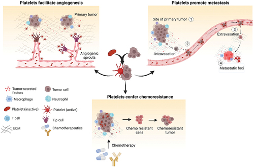 Figure 1. Contribution of platelets in cancer. Platelets get activated by soluble factors and chemokines present in the tumor microenvironment and play a vital role in cancer progression. Platelets play crucial role in supporting cancer growth by inducing stable angiogenesis and neovascularization. They also promote epithelial to mesenchymal transition of tumor cells thereby facilitating metastasis. High platelet counts contribute to chemoresistance by countering the inhibitory effect of chemotherapeutics thereby facilitating tumor cell proliferation and disease spread. Created with BioRender.com.