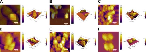 Figure 4 AFM micrographs of S. pneumonia ATCC 49619 treated with negative control (A), PEGylated Nano-BA12K (B), and Penicillin G (C) for 2 hours; S. pneumonia 16167 treated with negative control (D), PEGylated Nano-BA12K (E), and Penicillin G (F) for 2 hours.