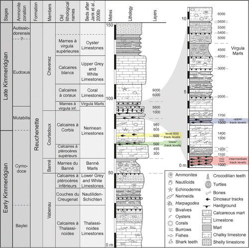Figure 2. Schematic figure of the lithological succession of the Reuchenette Formation in the Ajoie district, Canton Jura, NW Switzerland (modified from Marty et al. Citation2007; Marty Citation2008; Comment et al. Citation2011, Citation2015). Four track-bearing intervals, named lower, intermediate, and upper dinosaur track levels, and level 600 track levels have been identified within the Courtedoux Member (Nerinean Limestones sensu Jank et al., Citation2006b) and were excavated on Highway A16 tracksites. All studied material comes from the intermediate (levels 1000–1100) and upper (levels 1500–1650) dinosaur track levels, which are shown in greater detail in the magnification on the upper right. The sequence comprising the track-levels is very well dated with ammonites (Jank et al., Citation2006a, Citation2006b; Comment et al. Citation2011, Citation2015), some of which in close vicinity to the track levels, and also with ostracods that confirm the ammonite zonation (Schudack et al. Citation2013). For the references of the old lithological names refer to Comment et al. (Citation2015).