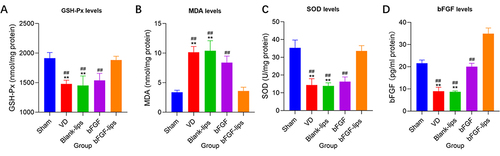 Figure 6 Nasal administration of bFGF-lips prevented VD-induced oxidative stress in the hippocampus. (A) GSH-Px levels. (B) MDA levels. (C) SOD levels. (D) bFGF levels. Data are presented as means±SDs (n=5). **P<0.01 vs sham group; ##P<0.01 vs bFGF-lips group.