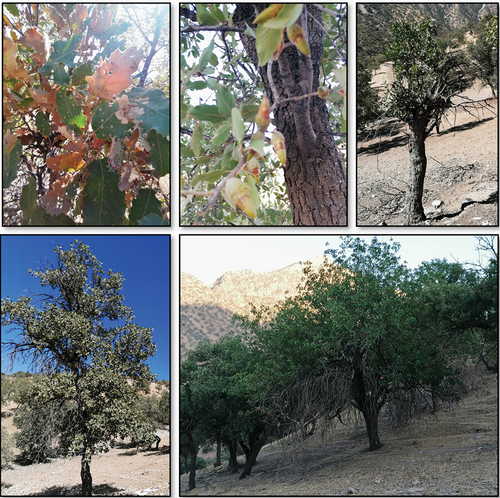 Figure 3. Example of declining trees in the study area. Images are taken during the field campaign in September 2021. The exact reasons for the decline were often unknown. In some cases signs of the presence of damaging insects or pathogens were visible, but it was impossible to determine whether these were a consequence or the reason for the decline.