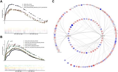 Figure 5 Results of gene set enrichment analysis and a competing endogenous RNA network of mRNA-miRNA-lncRNA. (A) Pathways affected by miRNA-3200-3p. (B) Pathways affected by hsa-miRNA-3690-3p. (C) The competing endogenous RNA network. Diamonds represent lncRNAs; V, miRNAs; and ellipses, mRNAs. Red and blue indicate up- or down-regulated, respectively, in hepatocellular carcinoma.