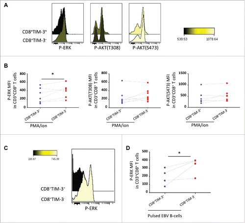 Figure 4. Selective signaling defects following FL CD8+ TIM-3+ T cell stimulation. Representative histogram overlay (A) and pooled datas (B) of CD8+TIM-3+ and CD8+TIM-3−T cells staining for phosphorylated ERK (pERK) and AKT (T308 and S473) (pAKTs), (MFI), after 15 min of PMA/ion stimulation (n = 7). Representative histogram overlay (C) and pooled datas (D) of CD8+TIM-3+ and CD8+ TIM-3− T cell staining for pERK after 15 min of TCR triggering (n = 4). Paired Student's t-test using the GraphPad Prism software (version 6; GraphPad) was used to determine the statistical significance of differences between the groups. p = 0.0488 (B); p = 0.0422 (D).