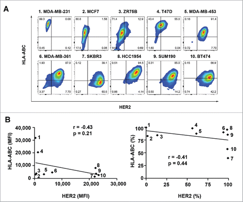 Figure 1. Expression of HLA-ABC in a panel of human breast cancer cell lines with and without overexpression of HER2. The indicated breast cancer cells were double-stained with APC-conjugated anti-HLA-ABC antibody and trastuzumab plus FITC-conjugated anti-human IgG antibody and subjected to flow cytometry analysis. (A). Flow cytometric data on HLA-ABC expression versus HER2 expression in each cell line in contour plots. (B). MFI values of HLA-ABC expression vs. MFI values of HER2 expression (left) and percentages of HLA-ABC-positive cells versus percentages of HER2-overexpressing cells (right) in scatter plots. Pearson correlation coefficients (r) and p values are shown. The numbers next to the dots in the scatter plots correspond to the numbers next to the names of breast cancer cell lines in A.