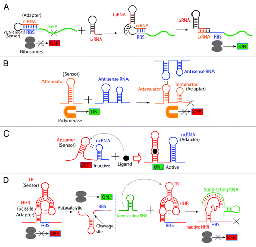 Figure 6. Dual and chimeric riboregulators. Based on the composability of these regulatory molecules, they can be recombined and assembled into a new regulator that exerts a completely different function. (A) Translational control by a small trans-acting RNA-responsive switch. Isaacs and collaborators designed a riboregulator combining a riboswitch-like sensor (YUNR motif), an adaptor that contains an anti-RBS sequence (crRNA) that can pair with the RBS and an sRNA-like effector molecule (taRNA). Translation is OFF (left) when the taRNA absent since crRNA sequesters the Ribosomal Binding Site (RBS). Translation turns ON (right) in the presence of the taRNA since it releases the RBS by recognizing the YUNR motifCitation120 that leads to disruption of the CrRNA-RBS stem-loop.Citation73 (B) Transcriptional control by a small trans-acting RNA-responsive switch. A transcriptional attenuator (from plasmid pT181) was engineered to be RNA sensitive. The sensor loop in the attenuator was evolved to detect a short antisense RNA (that acts as an effector molecule) via a kissing-loop interaction. This interaction exposes an intrinsic transcriptional terminator (the adaptor) to turn transcription OFF.Citation74 (C) A ligand-responsive riboswitch activating an ncRNA. A chimeric regulator was engineered by using a natural aptamer as sensor and a non-coding antisense RNA (ncRNA) as the adaptor. By means of a kissing-loop interaction in the absence of the ligand, the aptamer interacts with the ncRNA hairpin inactivating its antisense function. In the presence of the ligand, the hairpin interaction is disrupted and the ncRNA recovers its regulatory functions.Citation75 (D) An sRNA-responsive aptazyme. A trans-acting RNA-sensitive hallosteric ribozyme was engineered by designing a sensor (TR: trans-acting RNA responsive element) that detects the trans-acting RNA and coupling it with a Hammerhead ribozyme (HHR). In the absence of the trans-acting RNA (left), the aptazyme undergoes cleavage exposing the (initially occluded) ribosomal binding site and allowing translation. In contrast, upon binding of the trans-acting RNA to the TR element, the Hammerhead ribozyme undergoes a structural change that renders it catalytically inactive; this masks the RBS and prevents translation initiation.Citation76
