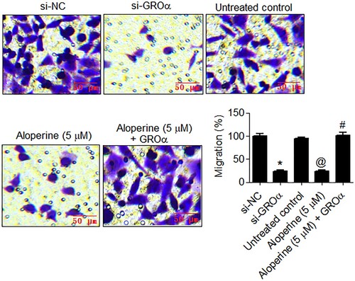 Figure 3. Aloperine targets GROα to inhibit migration of liver cancer cells. Examination of migration of si-GROα transfected, aloperine treated or aloperine treated GROα over-expressing SNU-182 cells by transwell chamber method with reference to corresponding negative control cells. Three replicates were used for performing the experiments and the data is presented as mean ± SD (*P < .05 for si-NC vs. si-GROα, @P for untreated control vs. Aloperine (5 µM) and #P < 0.05 for Aloperine (5 µM) vs. Aloperine (5 µM) + GROα).