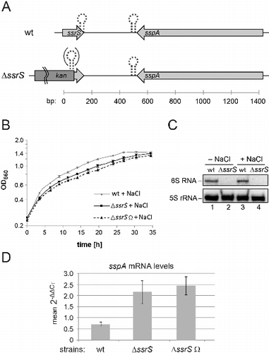 Figure 4. (A) Genetic context of the ssrS/sspA region in the parental R. sphaeroides 4.2.1 strain (wt, top) and changes in the ΔssrS derivative strains (bottom). The 6S RNA sequence is followed by a region enriched in U residues on the transcript level (Fig. 1B). It is assumed that the terminal stem of 6S RNA, resulting from pairing of the RNA's 5′- and 3′-terminal nucleotide stretches, forms cotranscriptionally and thus functions as a Rho-independent terminator (indicated by the dotted hairpin). Transcription of the sspA gene encoding the putative salt stress-induced membrane protein SspA from the antisense strand is terminated by a canonical strong Rho-independent terminator ∼25 nt downstream of the stop codon (dotted hairpin). In the strain ΔssrS, the 5′-proximal 125 nucleotides of the 6S DNA sequence are deleted, which abolishes the formation of the terminal 6S RNA stem and its assumed function in transcription termination. The inserted kanamycin cassette lacked a transcription terminator at its 3′-end in strain ΔssrS, while such a terminator was included in the kanamycin gene used for the construction of strain ΔssrS Ω (the difference is illustrated by the dotted hairpin in parentheses). Bottom scale: arbitrary numbering (in bp). (B, C) Deletion of the 6S RNA gene impairs growth of R. shpaeroides under high salt conditions. (B) Growth of the parental R. sphaeroides 2.4.1 wt strain and the 2 derived ΔssrS strains was monitored under microaerobic conditions in the presence of 250 mM NaCl. The optical density at 660 nm (OD660) was determined over time. Each time point represents the mean of 3 independent experiments, and error bars indicate standard deviations.  (C) Estimation of 6S RNA levels in the wt strain under high salt stress. Northern blot analysis of total RNAs isolated from exponentially growing wt (lanes 1 and 3) and ΔssrS (lanes 2 and 4; used as probe specificity controls) cells 2.5 h after NaCl addition (+ NaCl) or mock-treated (- NaCl). (D) Deletion of the ssrS gene affects sspA gene expression levels under hyperosmotic conditions, as measured by real time qRT-PCR; relative changes of sspA mRNA levels in wt, ΔssrS and ΔssrS Ω cells in the presence relative to absence of 250 mM NaCl; cells were grown under microaerobic conditions for 2.5 h; sspA mRNA levels were normalized to those of the rpoZ (RNA polymerase ω subunit) gene under the respective condition. Note that a 2-ΔΔCT value of 1 would correspond to equal sspA mRNA levels at 250 and 0 mM NaCl; thus, sspA mRNA levels in the wt are even slightly decreased at 250 mM NaCl. Each experiment was based on 3 independent biologic replicates (each technical duplicates). Error bars indicate standard deviations. P values (unpaired t test) were 0.0093 for the ΔssrS and 0.002 for the ΔssrS Ω strain in comparison with the wild-type (wt).