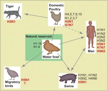 Figure 2 A simplified overview of the ecology of influenza A virus. The subtypes that have been detected in each species are shown and the subtypes marked in bold are the highly pathogenic avian influenza subtypes that have caused illness in humans. The main reservoir of influenza A viruses is waterfowl, which may carry highly pathogenic subtypes of influenza without visible illness. The H5N1 has also been detected in domestic cats, however, little is known about their role in H5N1 epidemiology. Currently, we do not have enough knowledge about the importance of migratory birds in the spread of influenza virus (hence the question mark). Interested readers can consult the reviews by Webster et al 1992 or Murphy et al 1996 for further information.