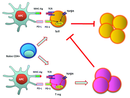 Figure 2. PD-1 inhibits T effector cells via cell intrinsic and extrinsic mechanisms by enhancing transactivation of Smad3.