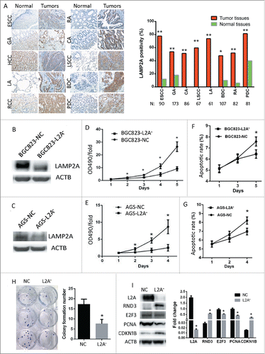 Figure 2. CMA blockade impedes gastric cancer cell proliferation. (A, left) Immunostaining of LAMP2A using MG5 in 10 kinds of tumors and normal tissues. Abbreviations: GA, gastric adenocarcinoma; CA, colon adenocarcinoma; RA, rectal adenocarcinoma; PDC, pancreatic ductal carcinoma; LSCC-lung squamous cell carcinoma; LA, lung adenocarcinoma; BDC, breast ductal carcinoma; RCCC, renal clear cell carcinoma; the adjacent normal tissues were immunostained as controls. (Manifestation: X 200). (A, Right) LAMP2A positivity was examined by MG5 staining in 8 kinds of tumors and normal tissues (*, P < 0.05; **, P < 0.001; Chi-square test). ((B)and C) Four stable cell lines (BGC823-NC, BGC823-L2A−, AGS-NC, and AGS-L2A−) were established by infecting BGC823 with lentiviral vectors containing LAMP2A shRNA or control shRNA (NC), and LAMP2A expression was validated by WB, ACTB was used as an internal control. ((D)and E) Growth of the 4 stable cell lines were assayed by MTT (values are means ± SEM of 3 independent experiments; *, P < 0.05; t test). ((F)and G) Apoptosis of the 4 stable cell lines were assayed by FACS (values are means ± SEM of 3 independent experiments). (H) This panel shows the clones formed by BGC823-NC and BGC823-L2A− cell lines (left), and the bar diagram of colony formation numbers of the 2 cell lines (right), the values are means ± SEM of 3 independent experiments; *, P < 0.05; t test. (I) Expression of LAMP2A and cell cycle-related proteins were examined by WB, ACTB was used as an internal control (left). The densitometric analyses of the indicated proteins with respect to ACTB from 3 independent experiments are shown as bar diagram (right).