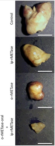 Figure 1. Photographs of representative tumors from the untreated control and treatment groups on the BRAF V600E mutant-melanoma PDOX. Tumors were resected on d 15 of treatment. Scale bar: 5 mm