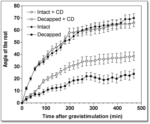 Figure 2 Effects of cytochalasin D (10 µM for 2 h) on the kinetics of gravibendings of intact and decapped maize roots. Values are means ± SE, n = 15.