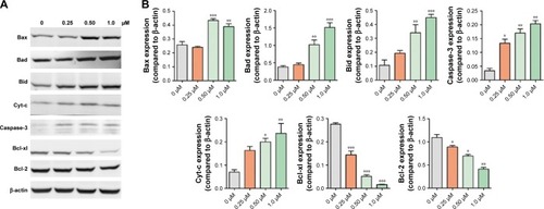 Figure 5 WB analysis of apoptosis-related proteins in B16F10 cells treated with BA-78.