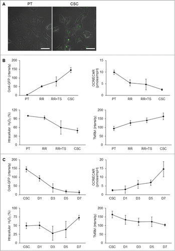 Figure 6. Transition of metabolic states upon derivation and differentiation of CSCs. (A) To validate the stem cell competence, TW01 cells were first infected with Oct4 promoter-driven GFP reporter to indicate the stemness. Images indicate that CSCs expressed GFP fluorescence, whereas the parental cells did not. Scale bars indicate 20 μm. (B) The upper left plot shows that increasing Oct4-GFP intensity was detected by flow cytometry from PT, RR, RR+TS, to CSC cells, indicating the elevated percentage of CSCs in the selection process. Other plots indicate the changes of the OCR/ECAR ratio (upper right), intracellular ROS (lower left), and mitochondrial membrane potential (lower right) of indicated cells during the selection process. During the differentiation processess, (C) upper left plot shows gradually decreasing Oct4-GFP intensity of CSCs from day 1 to day 7. Other plots indicate the changes of the OCR/ECAR ratio (upper right), intracellular ROS (lower left), and mitochondrial membrane potential (lower right) of CSCs during the differentiation process. RR: TW01 parental cells after irradiation selection; RR+TS: TW01 parental cells after irradiation and tumor sphere selection; CSC: TW01 parental cells after full behavior selection. D1, D3, D5, D7, indicate TW01 CSC underwent differentiation on day 1, day 3, day 5, and day 7, respectively.