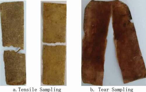Figure 10. Fracture samples of potato peels.
