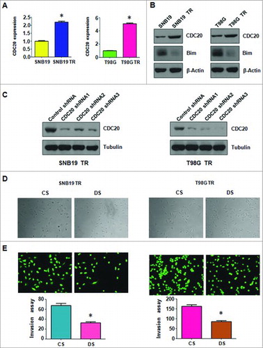 Figure 4. TMZ-resistant cells had high expression of CDC20. A. Real-time RT-PCR assay was performed to detect the expression of CDC20 in parental and TMZ-resistant cells. * P<0.05 vs control. B. Western blotting analysis was performed to detect the expression of CDC20 in parental and TMZ-resistant cells. C. Western blotting analysis was performed to detect the efficacy of CDC20 shRNA transfection. D. Cell morphology was taken by microscopy in TMZ-resistant cells transfected with CDC20 shRNA. CS: Control shRNA; DS: CDC20 shRNA. E. Invasion assay were performed in TMZ-resistant cells transfected with CDC20 shRNA. CS: Control shRNA; DS: CDC20 shRNA.