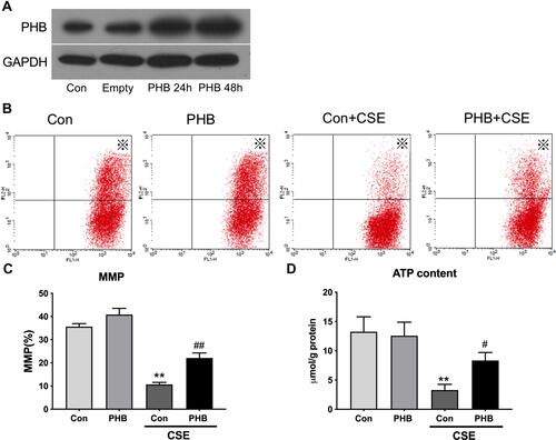 Figure 3 Prohibitin modulates changes in the Δψm and ATP content in hPMECs exposed to CSE. hPMECs were transfected with adenoviral PHB constructs for 2 h and cultured for 12 h or 48 h. (A) PHB content in hPMECs was detected by Western blot method a. hPMECs transfected with an empty vector or a prohibitin plasmid were challenged with or without 2.5% CSE for 12 h. (B) Representative cytometry plots of cells incubated with JC-1 probe (labeled with※). (C) Bar graph demonstrates the levels of MMP in different groups. (D) ATP content analysis in hPMECs with the indicated treatments. Bar graphs represent the results from three independent experiments. **P < 0.01 vs empty vector-transfected cells with control medium; ##P < 0.01, #P < 0.05 vs empty vector-transfected cells with CSE.
