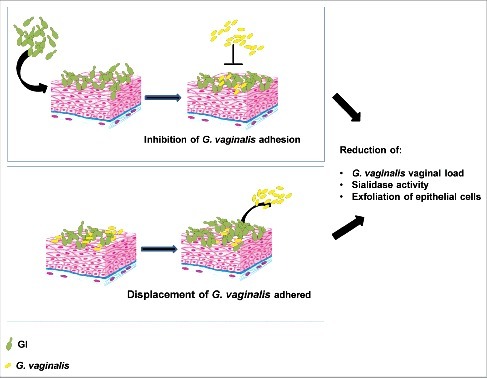 Figure 6. Schematic representation of GI mechanism on G. vaginalis infection. GI, by inhibition of G. vaginalis adhesion and by displacement of G. vaginalis adhered to epithelial cells, reduces G. vaginalis vaginal load and its key virulence factors.