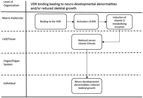 Figure 10. VDR binding leading to neurodevelopmental abnormalities and reduced skeletal growth.