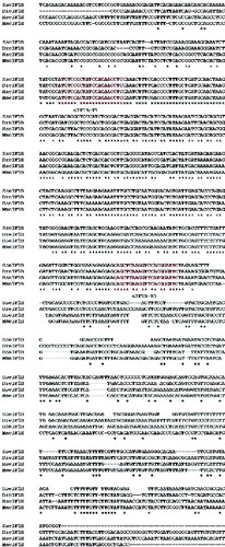 Figure 3. DNA sequence alignment of eIF1B from different species.Note: SseIF1B (accession number: BT057513) from S. salar, DreIF1B (accession number: BC067620) from D. rerio, HseIF1B (accession number: BC006996) from H. sapiens and MmeIF1B (accession number: NM026892) from M. musculus. The two red parts are the newly designed forward and reverse primer binding sites, respectively.