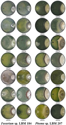 Figure 2. Photographs of PDA plates with Trichoderma and phytopathogenic strains after ten days the assay started. A. Trichoderma confronted to LBM 184 Fusarium sp. B. Trichoderma confronted to LBM 207 Phoma sp. Trichoderma codes: T. asperelloides: LBM 193, LBM 194, LBM 195, LBM197, LBM 198, LBM 204 and LBM 206; T. asperellum: LBM 199 and LBM 203; T. strigosellum: LBM 196, LBM 201 and LBM 205; T. hamatum: LBM 200 and Trichoderma sp.: LBM 202.