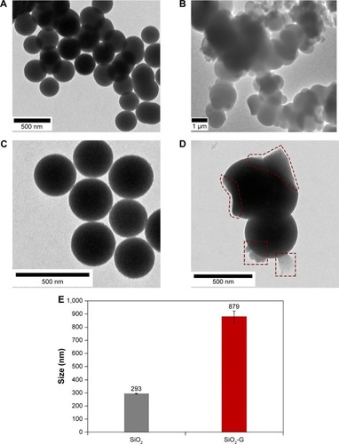 Figure 2 TEM images of the materials.Notes: (A, C) Pristine SiO2 NPs and (B, D) SiO2-G nanohybrids. The surface-loaded gentamicin is marked red with dashed shapes in panel D. Magnifications of 8,000× (A), 60,000× (B), and 10,000× (C, D). (E) The size of the pristine SiO2 and SiO2-G nanohybrids analyzed on the obtained TEM, and SEM and TEM images, respectively. The error bars represent the standard errors of the means.Abbreviations: SEM, scanning electron microscope; SiO2 NPs, silica nanoparticles; SiO2-G, silica–gentamicin; TEM, transmission electron microscope.