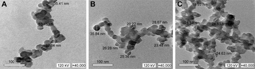 Figure 6 TEM images of ZnO NP.Note: (A) Unirradiated, (B) irradiated at 3 kGy dose of γ radiation, (C) irradiated at 7 kGy dose of γ radiation.Abbreviations: TEM, transmission electron microscopy; ZnO NP, zinc oxide nanoparticles.