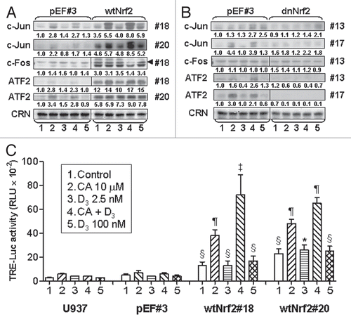 Figure 6 Stable expression of wtNrf2 or dnNrf2 modulates c-Jun, c-Fos and ATF2 protein levels and AP-1 transactivation in U937 cells. The indicated clones of U937 cells (1 × 105 cells/ml) stably transfected with empty vector (pEF#3; A and B), wtNrf2 (A) or dnNrf2 (B) were treated with vehicle (control) or the agents indicated in (C), for 24 h. Whole cell lysates were analyzed by western blotting. Calreticulin (CRN) was used as a protein loading control. Representative blots of three similar experiments are shown. The identification numbers of wtNrf2 and dnNrf2 clones are indicated next to the corresponding blots. (C) TRE × 3-Luc reporter activity was determined in untransfected U937 cells (U937) and in the indicated stable clones following transient transfection with TREx3-Luc and Renilla luciferase and treatment with vehicle (control) or indicated test agent for 24 h. The relative TRE-Luc activity (means ± SE) was calculated from the data of three individual experiments performed in triplicate. The treatment groups in (A and B) are designated “1” to “5” as indicated in (C). §p < 0.05; ¶p < 0.01 and ‡p < 0.001 versus corresponding responses of the pEF#3 cells.
