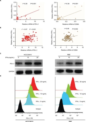 Figure 4 PD-L1 expression was upregulated in ICC by IFN-γ.Notes: (A) Correlation studies were performed for (left) PD-L1 and (right) IFN-γ CD8A and INF-γ in 54 ICC tissues. β-Actin was used as an internal control. r: Spearman’s correlation coefficient. (B) Correlation studies were performed for (left) PD-L1 and (right) IFN-γ CD8A and INF-γ in the 149 ICC patients from GSE33327. r: Spearman’s correlation coefficient. (C and D) After HCCC9810 and RBE cells were treated with recombinant IFN-γ (0, 10 and 20 ng/mL) for 24 hours, PD-L1 was examined by (C) Western blot and (D) flow cytometry.Abbreviations: ICC, intrahepatic cholangiocarcinoma; IFN, interferon; PD-L1, programmed death ligand 1; RBE, human ICC cell line.