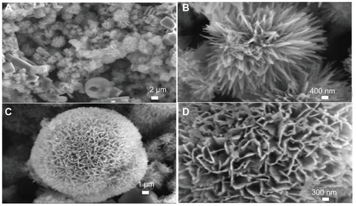 Figure 8 Scanning electron microscopy images of hierarchically nanostructured hydroxyapatite prepared by hydrothermal method at 160°C for 24 hours (sample 6).