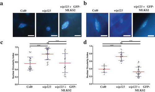 Figure 8. Arabidopsis triple wip mutant phenotype rescued with MLKS2.DAPI stained representative images of a) leaf and b) root nuclei from three Arabidopsis genotypes: Arabidopsis thaliana WT (Col0); (Columbia WT strain), wip123 (AtWIP-type KASH triple mutant where wip123 refers to genotype wip1-1, wip2-1, wip3-1) [Citation83], or wip123 plus GFP-MLKS2 (WIP triple mutant transformed with GFP-MLKS2). (c, d) Nuclear circularity index summaries for these same tissues and genotypes are shown below each tissue/genotype combination, where 1 is a perfectly round nucleus and values lower than 1 are a measure of nuclear elongation. Arabidopsis WIP triple mutant nuclei are significantly more rounded (leaf CI = 0.81 ± 0.03; root CI = 0.72 ± 0.02) than WT (leaf CI = 0.56 ± 0.03; root CI = 0.39 ± 0.02) whereas GFP-MLKS2 complemented nuclei are similar to WT (leaf CI = 0.52 ± 0.03, root CI = 0.32 ± 0.02); p > 0.05 = ns, p < 0.0001 = ****.