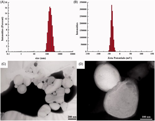 Figure 6. Characterization of ETM-ILE. (A) size detected by Zetasizer; (B) ZP detected by Zetasizer; (C) TEM image (scale bar 200 nm); (D) TEM image (scale bar 100 nm).