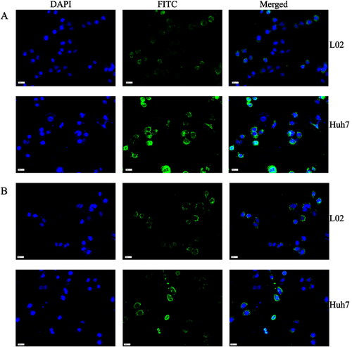 Figure 6. (A) CLSM images of Huh7 and L02 cells after incubation with H-MnO2-SRF-APT-FITC and (B) H-MnO2-SRF-FITC: blue represents DAPI; green represents FITC-modified nanoparticles.