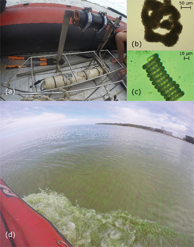 Figure 2. (a) ECO Triplet sensors integrated to the CTD prior to the deployment; (b-c) microscopic images of cyanobacteria-dominated samples collected at the measurement station: (b) Microcystis aeruginosa and (c) Dolichospermum sp.; (d) visual confirmation of cyanobacterial bloom during a field campaign in April, 2019.