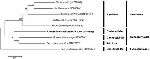 Figure 1. Phylogenetic tree of complete mitochondrial genomes from nine stomatopods (Oratosquilla oratoria (NC014342), Gonodactylus chiragra (NC007442), Harpiosquilla harpax (NC006916), Squilla empusa (NC007444), Squilla mantis (NC006081) Lysiosquillina maculata (NC007443), Taku spinosocarinatus (MT672285), and Chorisquilla orientalis (MT672286)) constructed using maximum likelihood (ML) method.