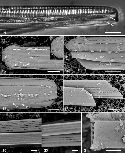 Figs 14–21. Gomphotheca marciae n. sp., girdle bands (LM and SEM). Fig. 14. Girdle view in LM showing valve with two attached copulae, arrows indicating ends of the pores/longitudinal chambers. Figs 15, 16. Whole mounts in SEM showing basal poles, with and without the hypotheca; copulae and pleurae labeled (VC = valvocopula, cop 2 = second copula, pl 1 = first pleura, etc.). In Fig. 15, pl 1 is intact and shows the wide apical cap that fits against cop 2, and a third pleura can be seen; in Fig. 16, the apex of the cingulum has broken off, revealing the internal relationship between cop 2 and pl 1. Inset in Fig. 15 (same scale) shows pole with cracked pl 1, showing thickness at apex (arrow). Fig. 17. Whole mount showing apical pole; in this image the external poration of the girdle bands is very clear. Fig. 18. Broken cingulum showing especially in internal aspect of valvocopula (VC), second copula (cop 2) and first pleura (pl 1). Figs 19, 20. Portions of second copula at two distances from apex showing inner and outer poration and reduction in rows from six to three toward base. Fig. 21. Broken second copula showing longitudinal canals. Scale bars: Fig. 14 = 10 µm, Figs 15–18 = 5 µm, Figs 19–21 = 2 µm.