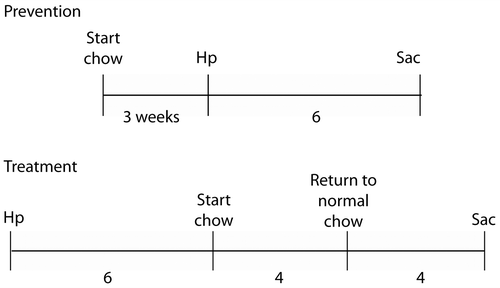 Figure 2.  Outline of prevention and treatment studies in Mongolian gerbils infected with Helicobacter pylori (Hp) strain B128. In the prevention study, treatment chow was started 3 weeks prior to infection and lasted a total of 9 weeks prior to sacrifice (Sac). In the treatment study, treatment was started 6 weeks post-infection and lasted for 4 weeks, with a return to normal chow for 4 weeks following treatment, prior to sacrifice.