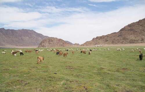 Fig. 3 Pastures in Western Mongolia. Summer 2009. Photo by Holly Barcus